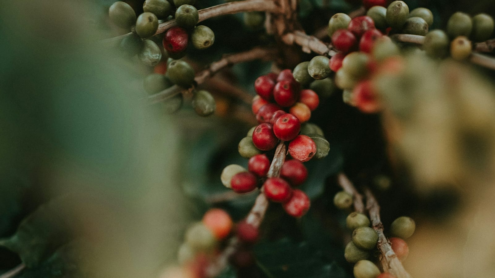 Frutos de café maduros, vermelhos e verdes, em um galho do cafeeiro